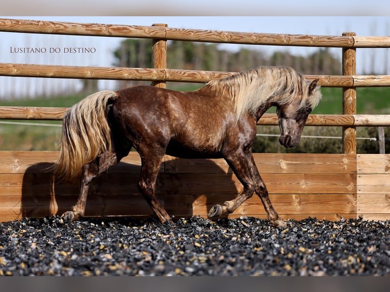Lusitano Mix Wałach 3 lat 147 cm Izabelowata in Générac
