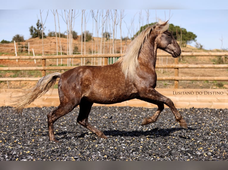 Lusitano Mix Wałach 3 lat 147 cm Izabelowata in Générac