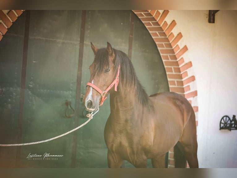 Lusitano Wałach 3 lat 160 cm Gniada in Rio Maior