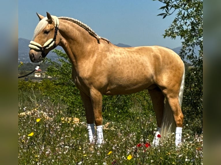 Lusitano Wałach 3 lat 162 cm Izabelowata in Martfeld