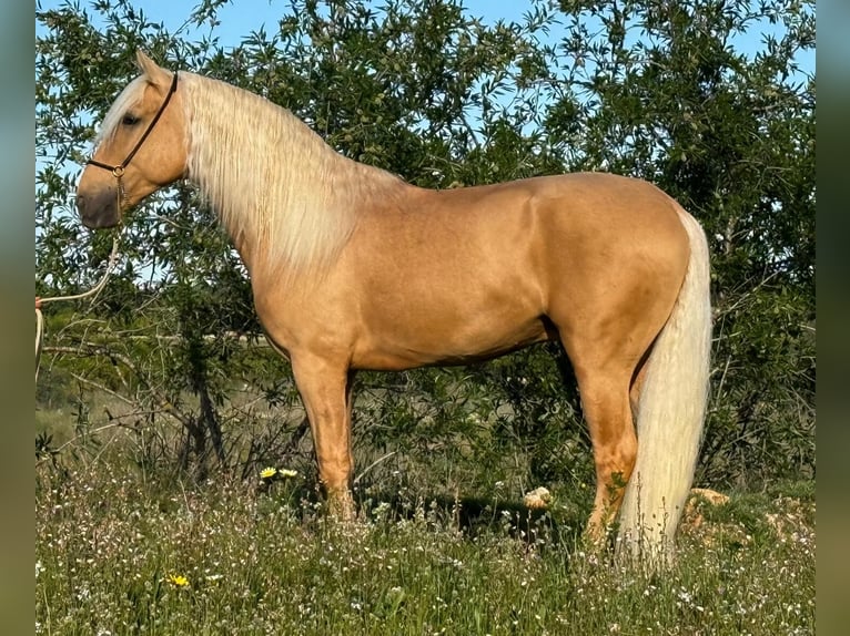 Lusitano Wałach 3 lat 162 cm Izabelowata in Martfeld