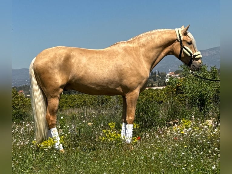 Lusitano Wałach 3 lat 162 cm Izabelowata in Martfeld