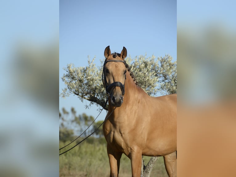 Lusitano Wałach 3 lat 165 cm Jelenia in &#xC1;gua Derramada
