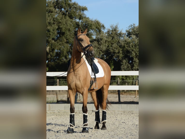 Lusitano Wałach 3 lat 165 cm Jelenia in &#xC1;gua Derramada