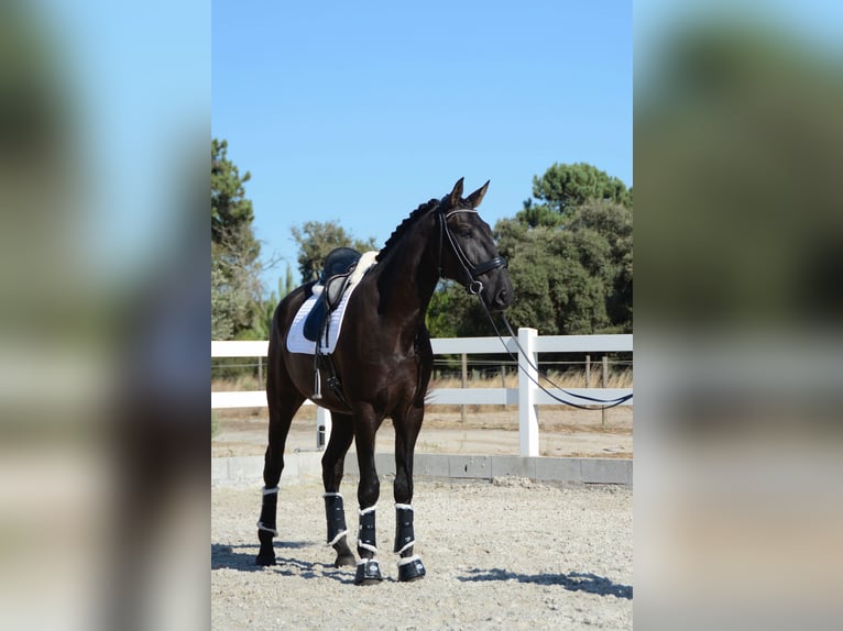 Lusitano Wałach 3 lat 170 cm Kara in Gr&#xE2;ndola