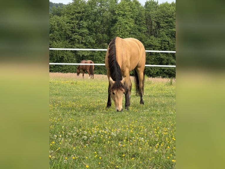 Lusitano Mix Wałach 4 lat 149 cm Bułana in Hilter am Teutoburger Wald