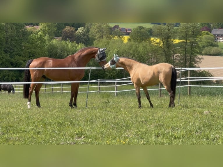 Lusitano Mix Wałach 4 lat 149 cm Bułana in Hilter am Teutoburger Wald