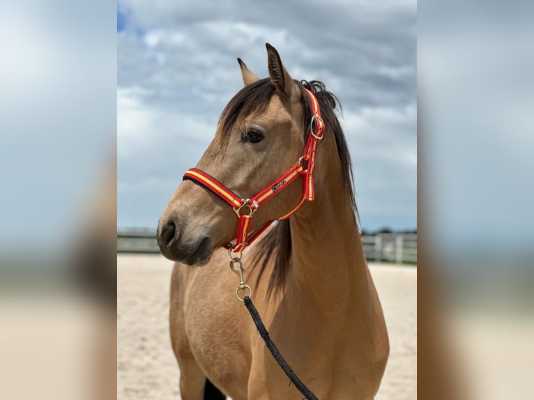 Lusitano Mix Wałach 4 lat 149 cm Bułana in Hilter am Teutoburger Wald