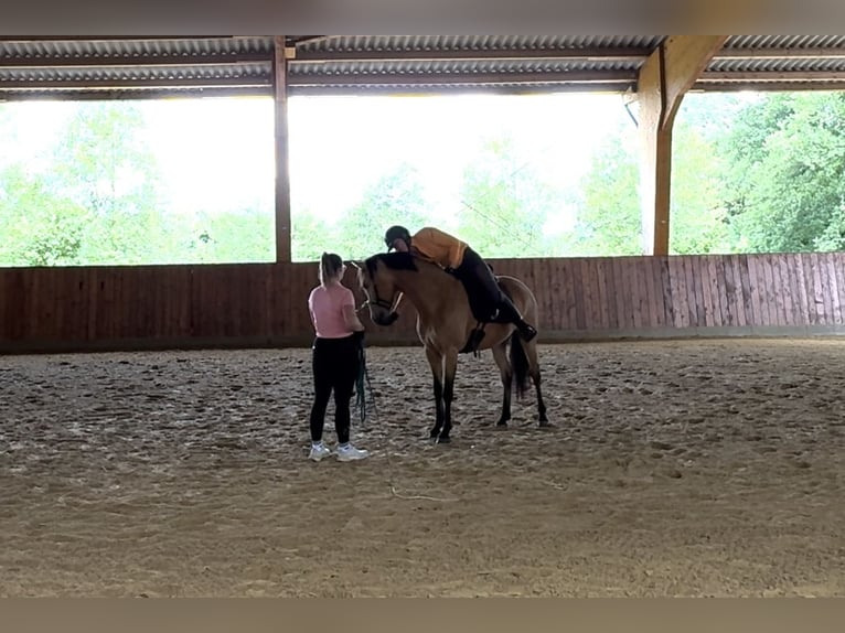 Lusitano Mix Wałach 4 lat 149 cm Bułana in Hilter am Teutoburger Wald