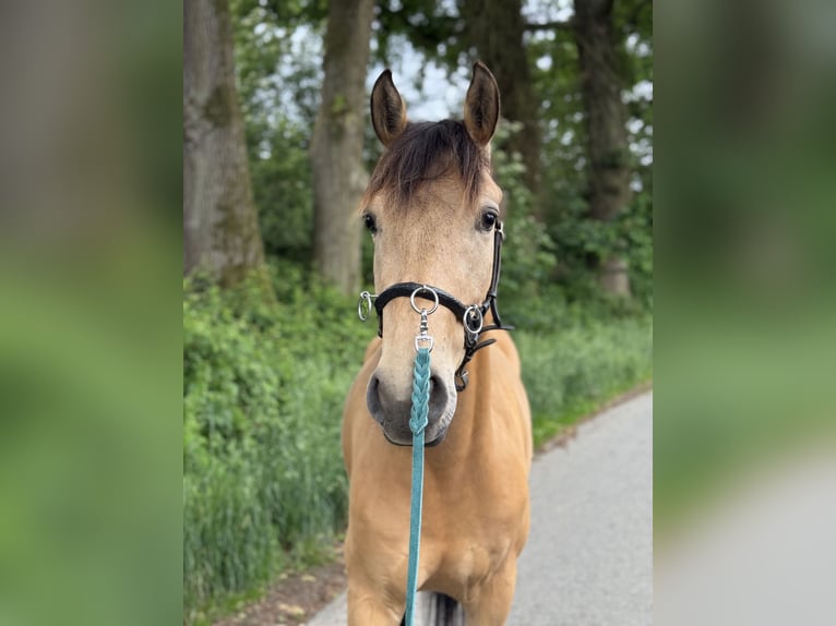 Lusitano Mix Wałach 4 lat 149 cm Bułana in Hilter am Teutoburger Wald