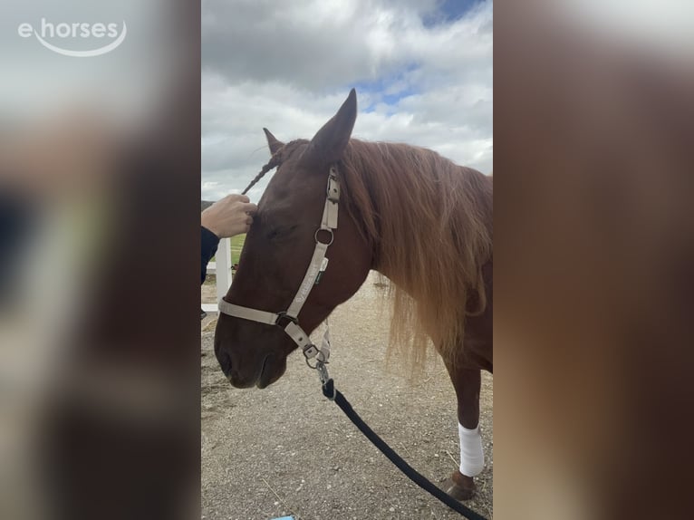 Lusitano Wałach 4 lat 155 cm Ciemnokasztanowata in Koppl