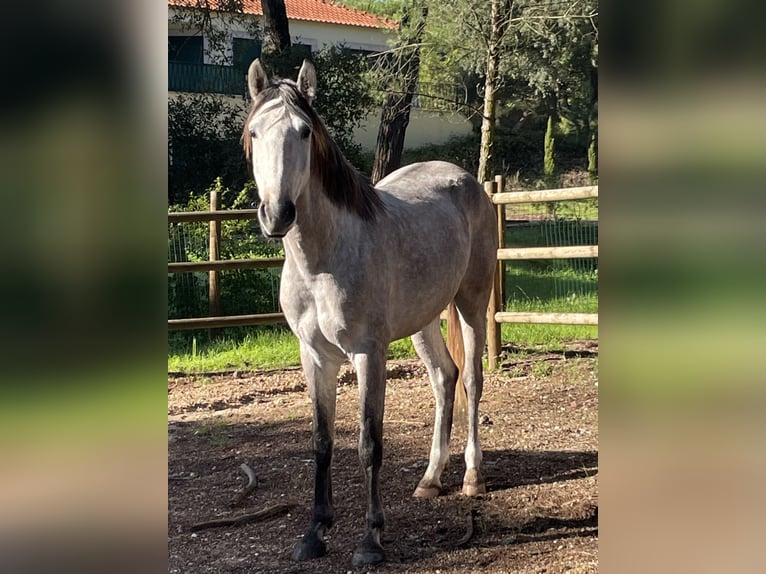 Lusitano Wałach 4 lat 156 cm Formy Brown Falb in Vale do Pau Queimado