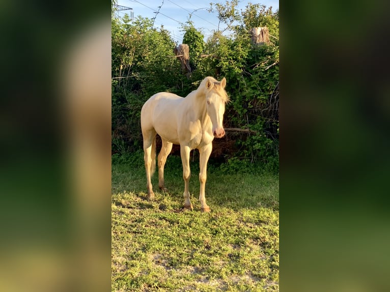 Lusitano Wałach 4 lat 157 cm Cremello in Arles