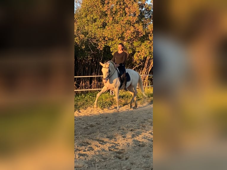Lusitano Wałach 4 lat 157 cm Cremello in Arles