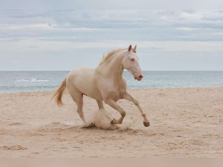 Lusitano Wałach 4 lat 158 cm Cremello in RIO MAIOR