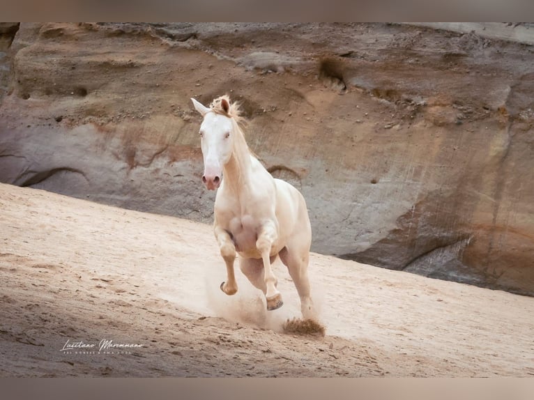 Lusitano Wałach 4 lat 158 cm Cremello in RIO MAIOR
