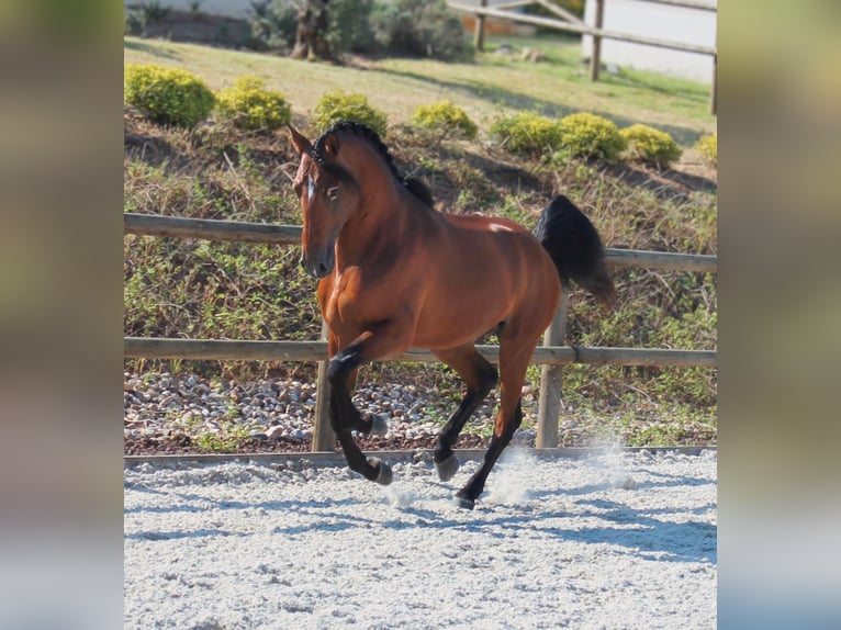 Lusitano Wałach 4 lat 158 cm Gniada in Lissabon