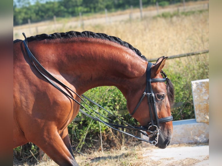 Lusitano Wałach 4 lat 158 cm Gniada in Lissabon