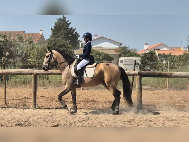 Lusitano Mix Wałach 4 lat 159 cm Bułana in Samora Correia