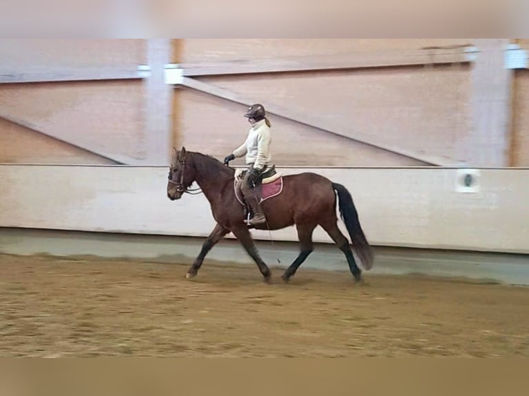 Lusitano Mix Wałach 4 lat 160 cm Gniada in Tuttlingen