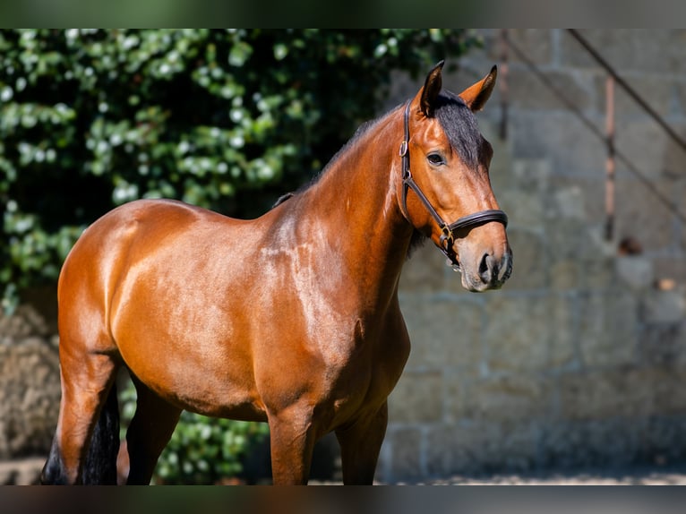 Lusitano Wałach 4 lat 160 cm Gniada in Guimarães