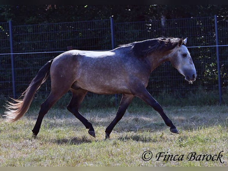 Lusitano Wałach 4 lat 160 cm Siwa in Wiebelsheim