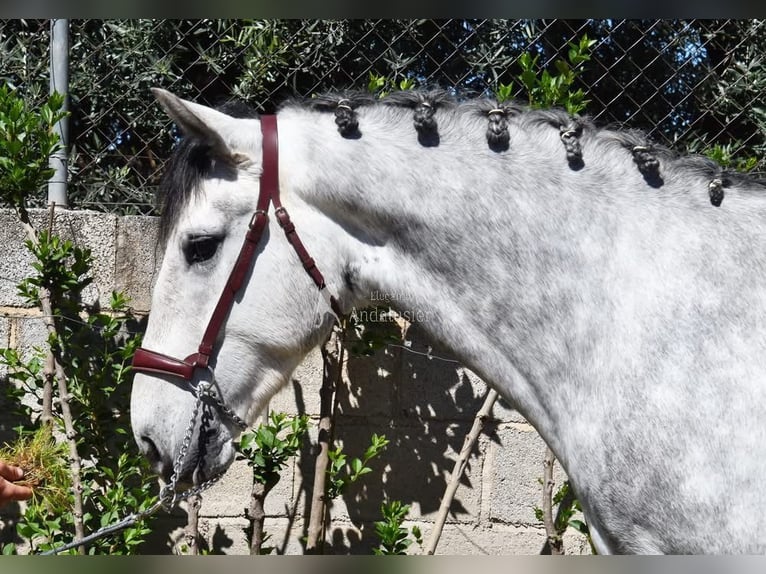 Lusitano Wałach 4 lat 160 cm Siwa in Provinz Granada