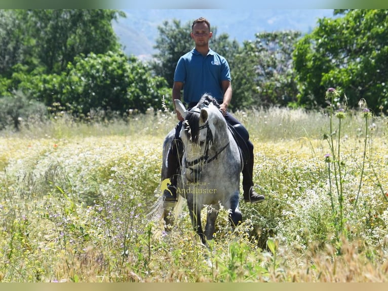 Lusitano Wałach 4 lat 160 cm Siwa in Provinz Granada