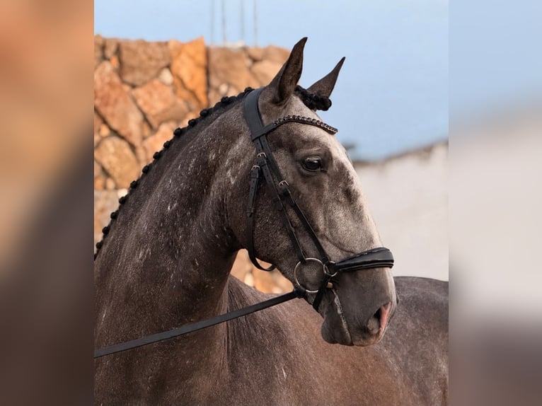 Lusitano Wałach 4 lat 160 cm Siwa in Caldas da Rainha