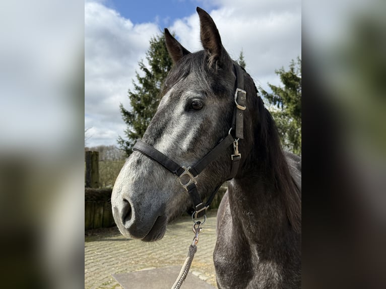 Lusitano Mix Wałach 4 lat 161 cm Siwa in RadevormwaldRadevormwald