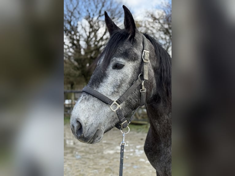 Lusitano Mix Wałach 4 lat 161 cm Siwa in RadevormwaldRadevormwald