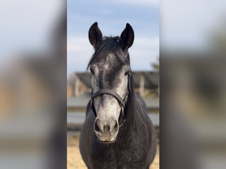 Lusitano Mix Wałach 4 lat 161 cm Siwa in RadevormwaldRadevormwald