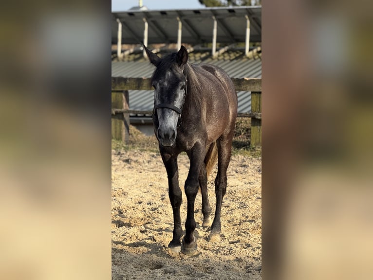 Lusitano Mix Wałach 4 lat 161 cm Siwa in RadevormwaldRadevormwald