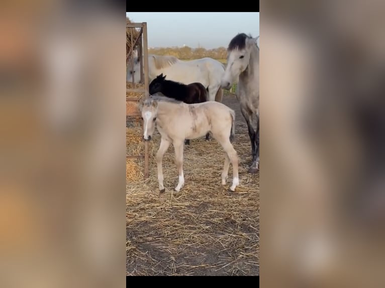 Lusitano Wałach 4 lat 162 cm Jelenia in Olang