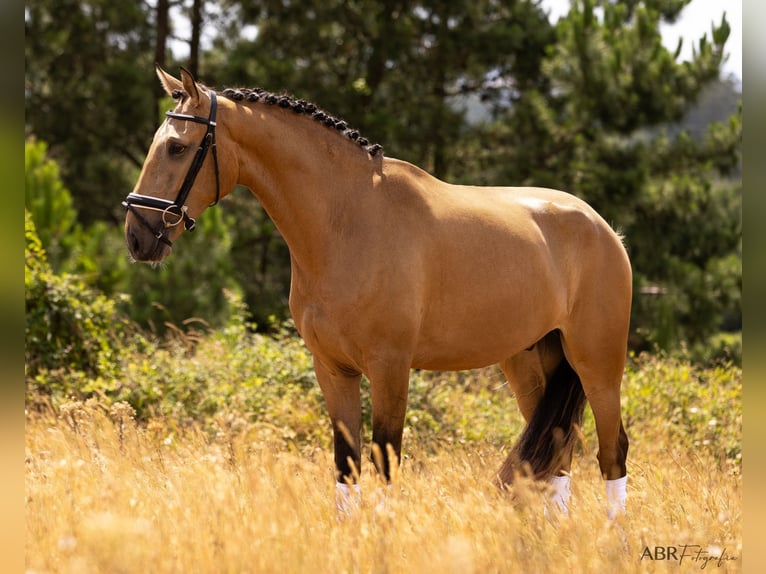 Lusitano Wałach 4 lat 163 cm Bułana in Lisboa