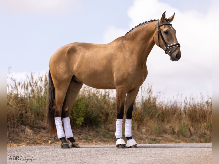 Lusitano Wałach 4 lat 163 cm Bułana in Lisboa
