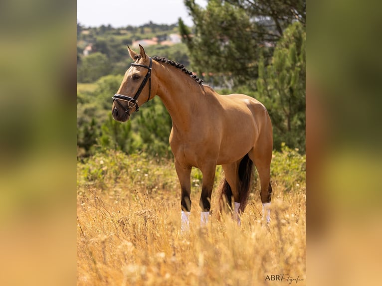 Lusitano Wałach 4 lat 163 cm Bułana in Lisboa