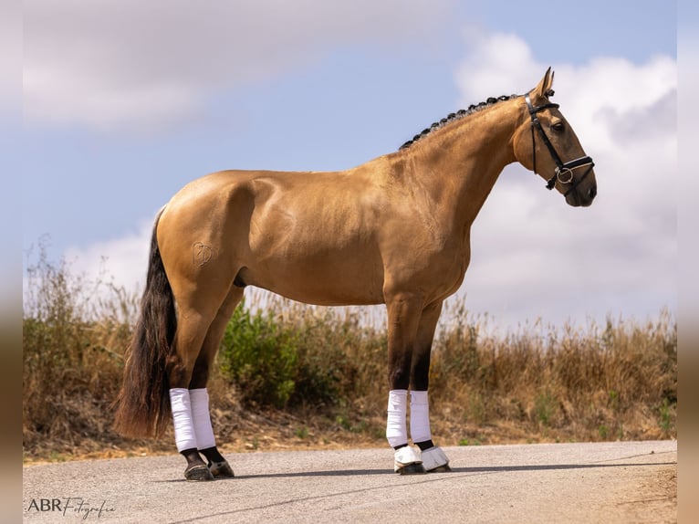 Lusitano Wałach 4 lat 163 cm Bułana in Lisboa