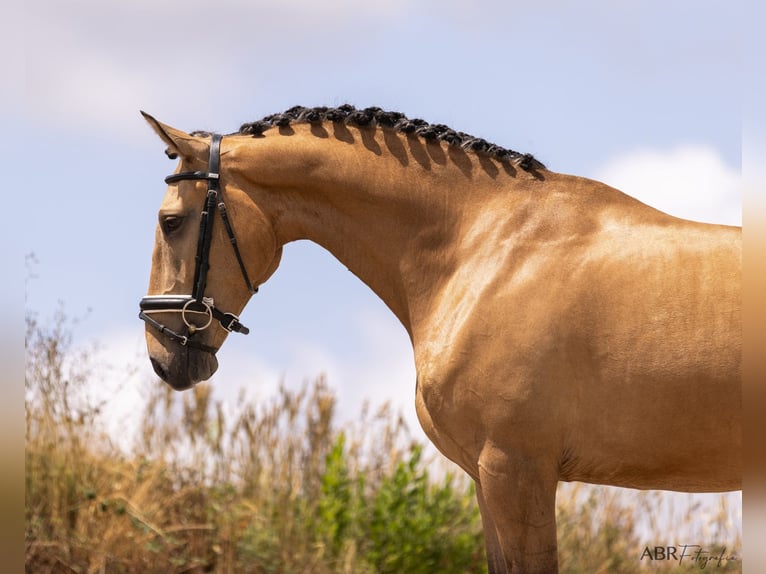 Lusitano Wałach 4 lat 163 cm Bułana in Lisboa