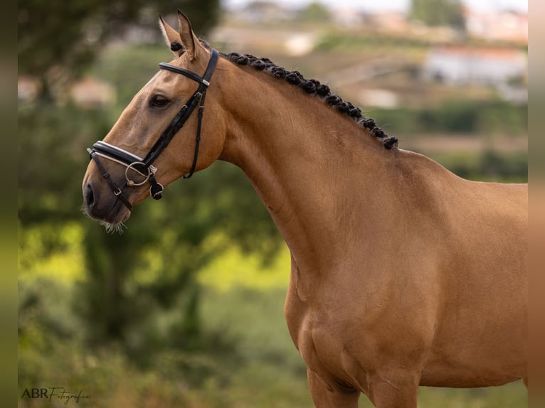 Lusitano Wałach 4 lat 163 cm Bułana in Lisboa