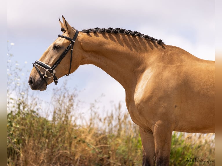 Lusitano Wałach 4 lat 163 cm Bułana in Lisboa