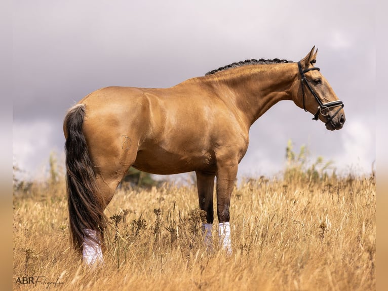 Lusitano Wałach 4 lat 163 cm Bułana in Lisboa