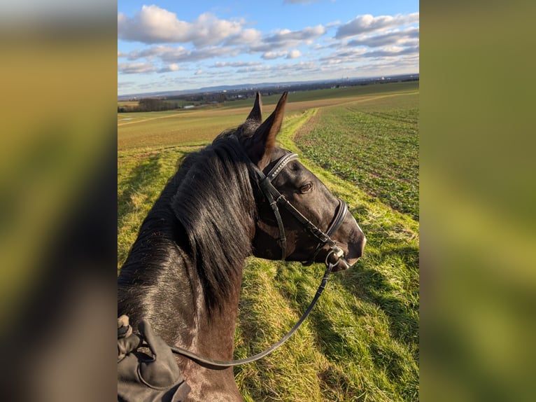 Lusitano Wałach 4 lat 164 cm Kara in Karben