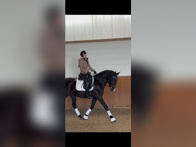 Lusitano Wałach 4 lat 164 cm Kara in Karben