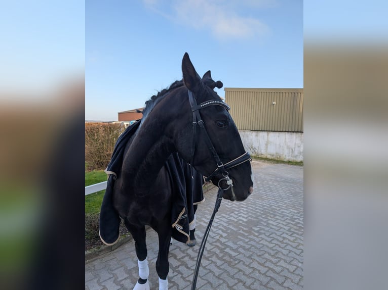 Lusitano Wałach 4 lat 164 cm Kara in Karben