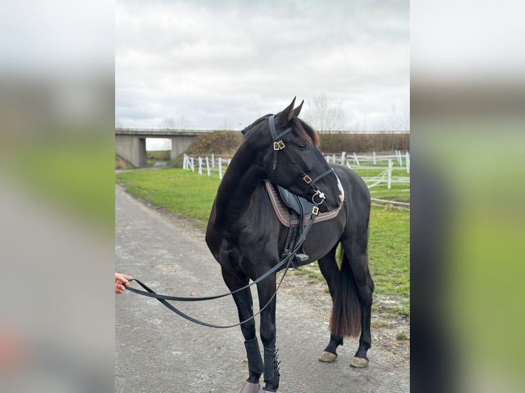 Lusitano Wałach 4 lat 164 cm Kara in Karben