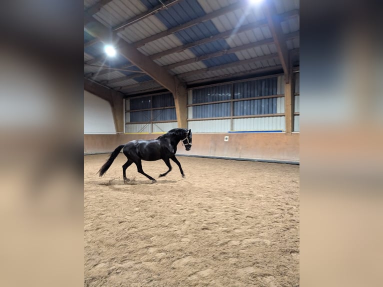 Lusitano Wałach 4 lat 164 cm Kara in Karben