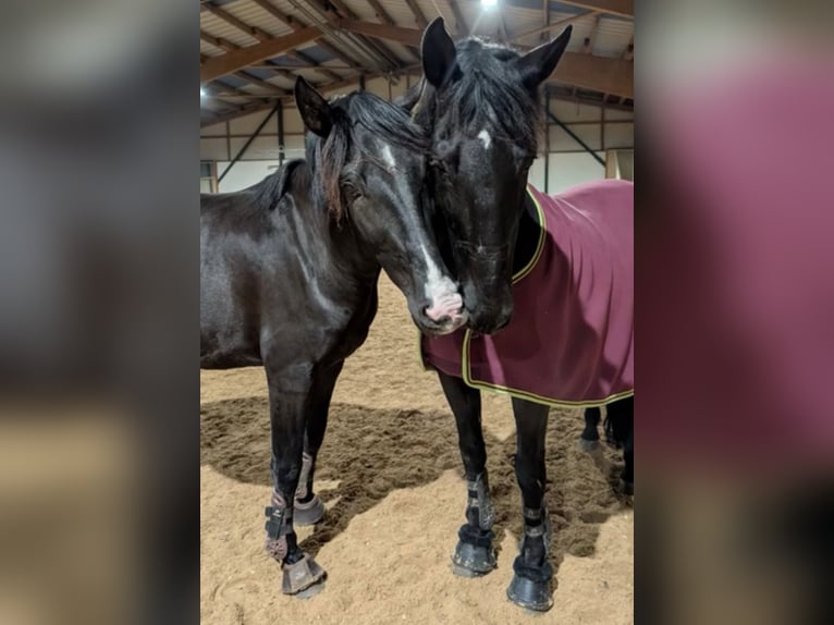 Lusitano Wałach 4 lat 164 cm Kara in Karben