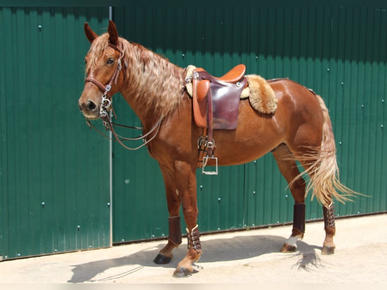 Lusitano Mix Wałach 4 lat 164 cm Kasztanowata in Silves