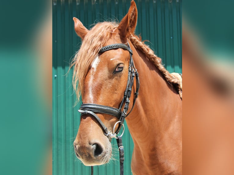 Lusitano Mix Wałach 4 lat 164 cm Kasztanowata in Silves
